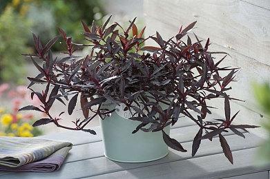 Epic喜加一：《空战猎鹰》免费领取